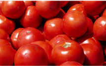 Tomates pour sauce