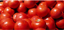 Tomates pour sauce