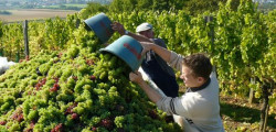 C’est la Fête des Vendanges !